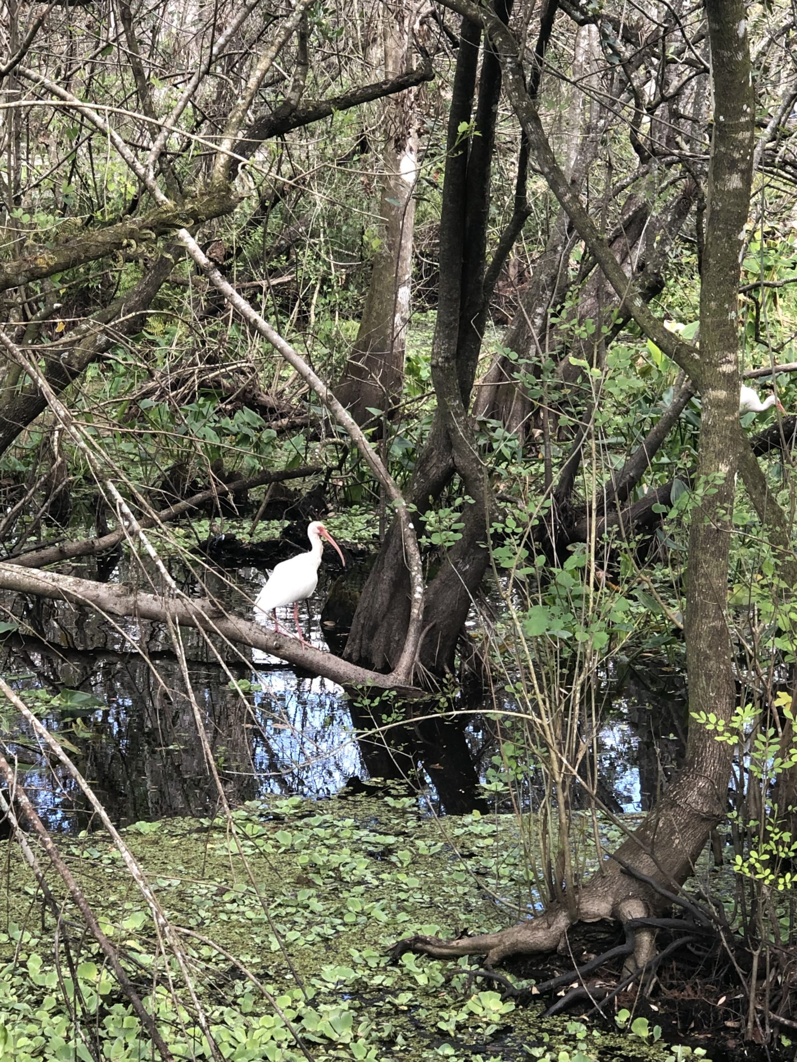 Swamp bird