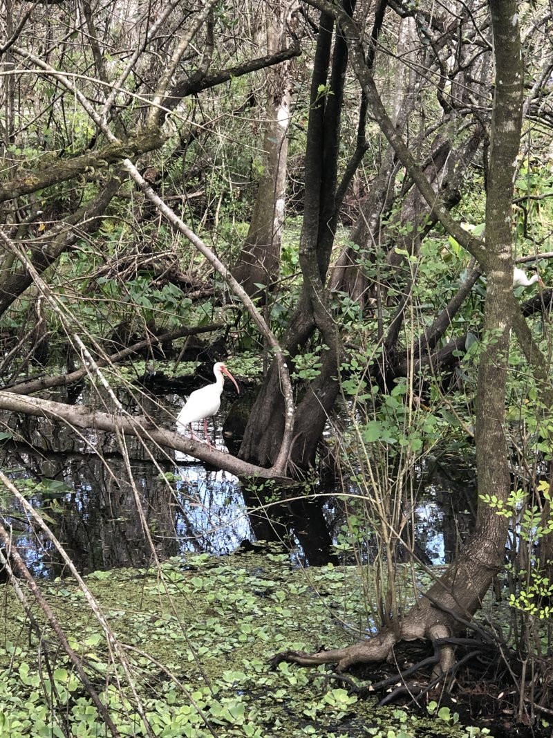Swamp bird