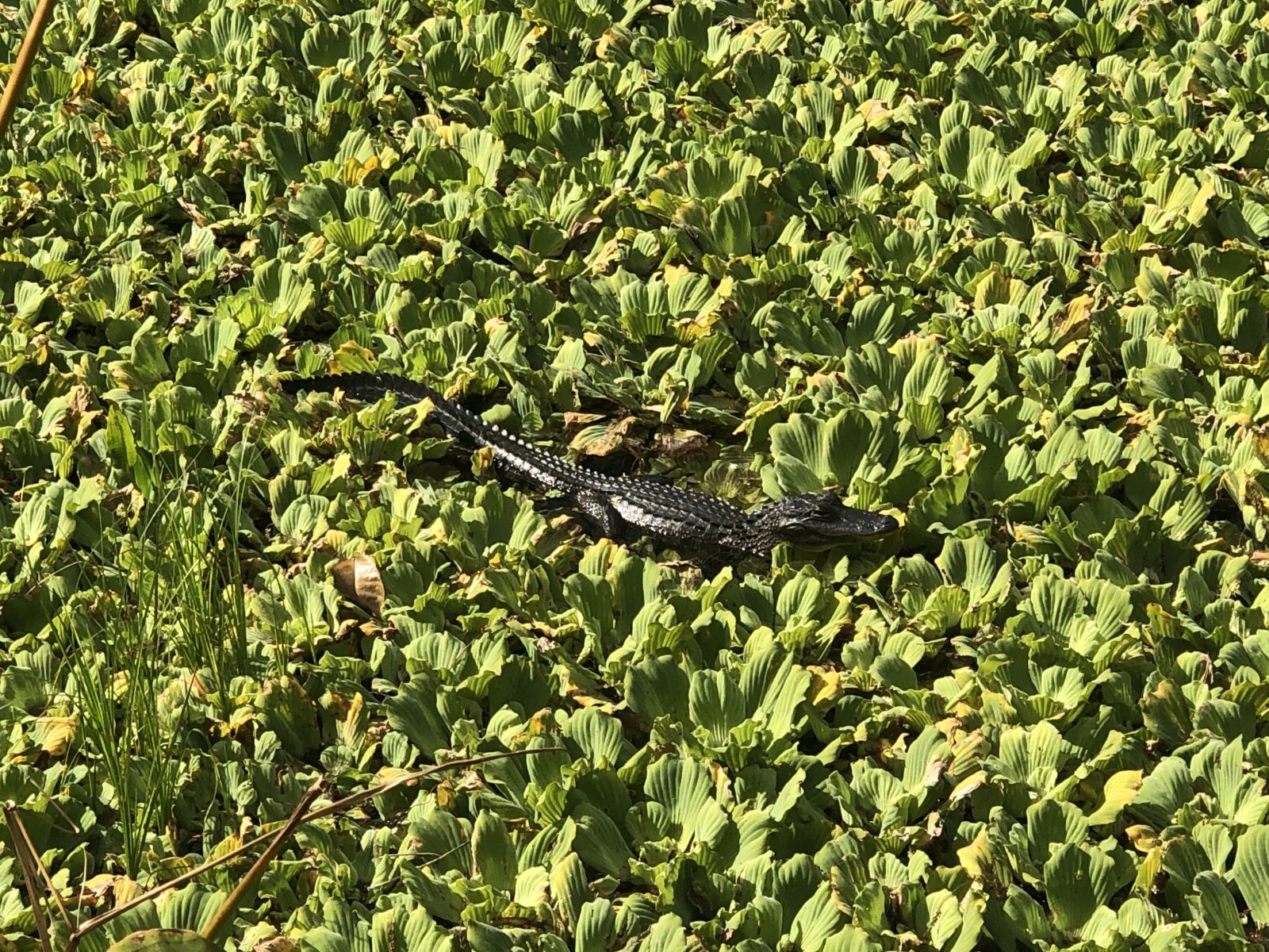Swamp baby gator