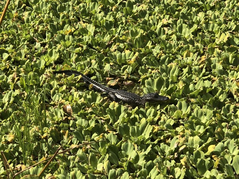 Swamp baby gator
