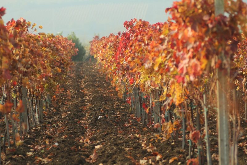 Autumn Vineyard