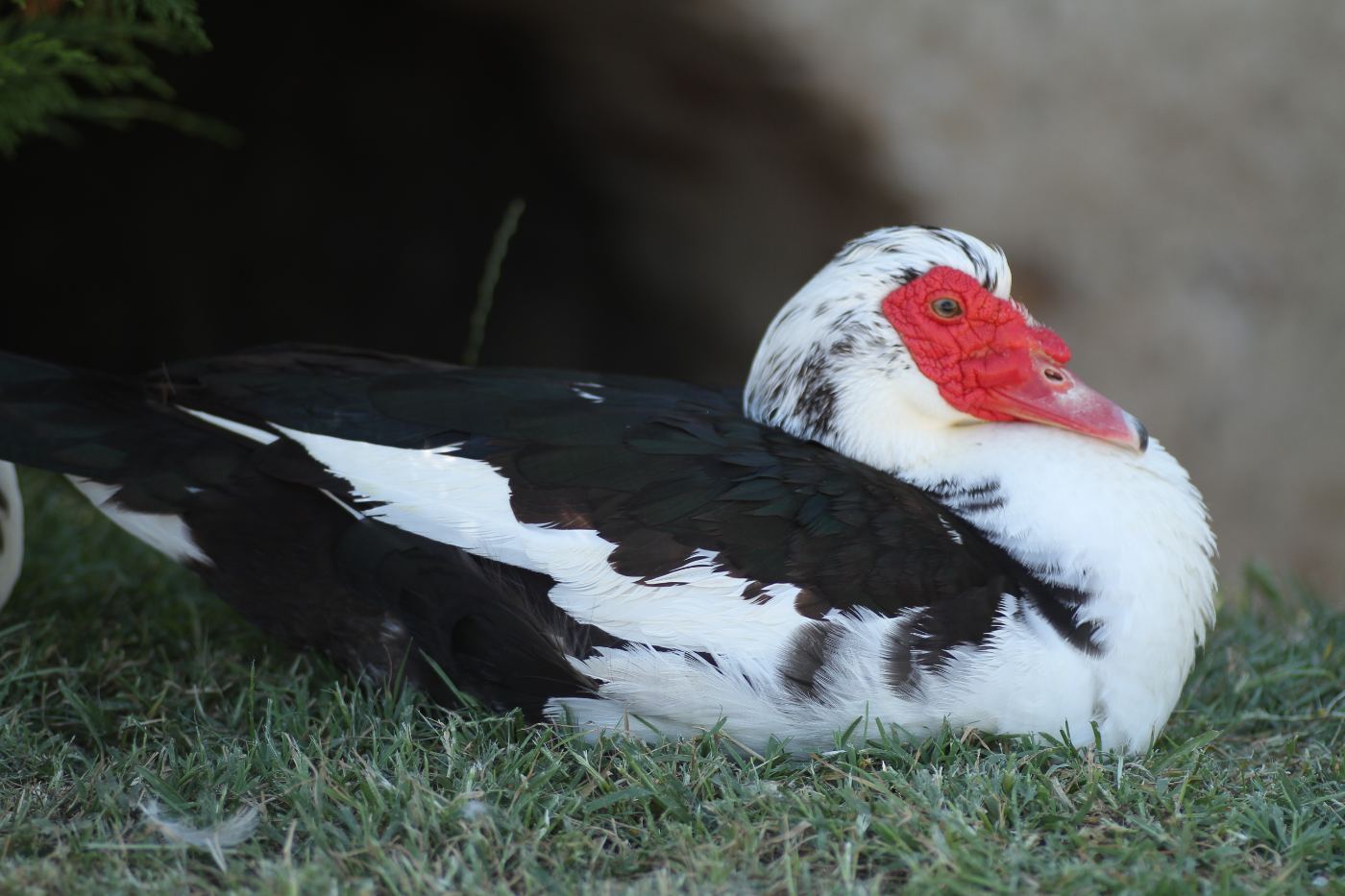 Muscovy Duck