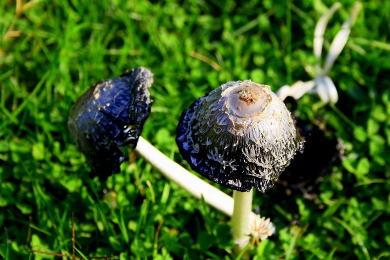 Mushrooms Pair