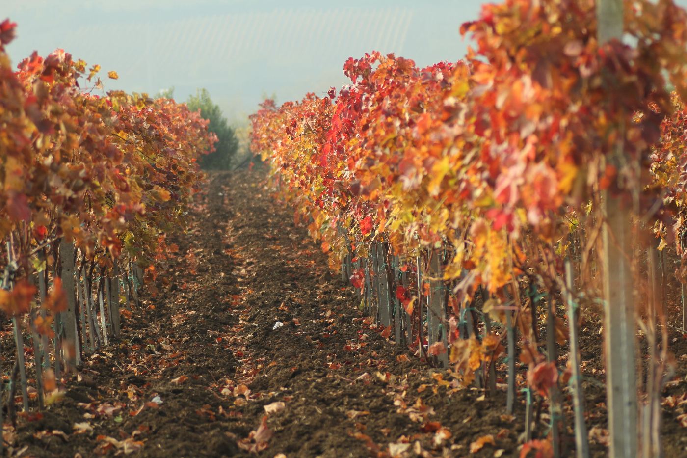 Red and Orange Vineyard Rows in Autumn