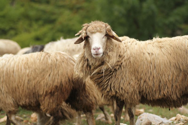 Sheep Flock