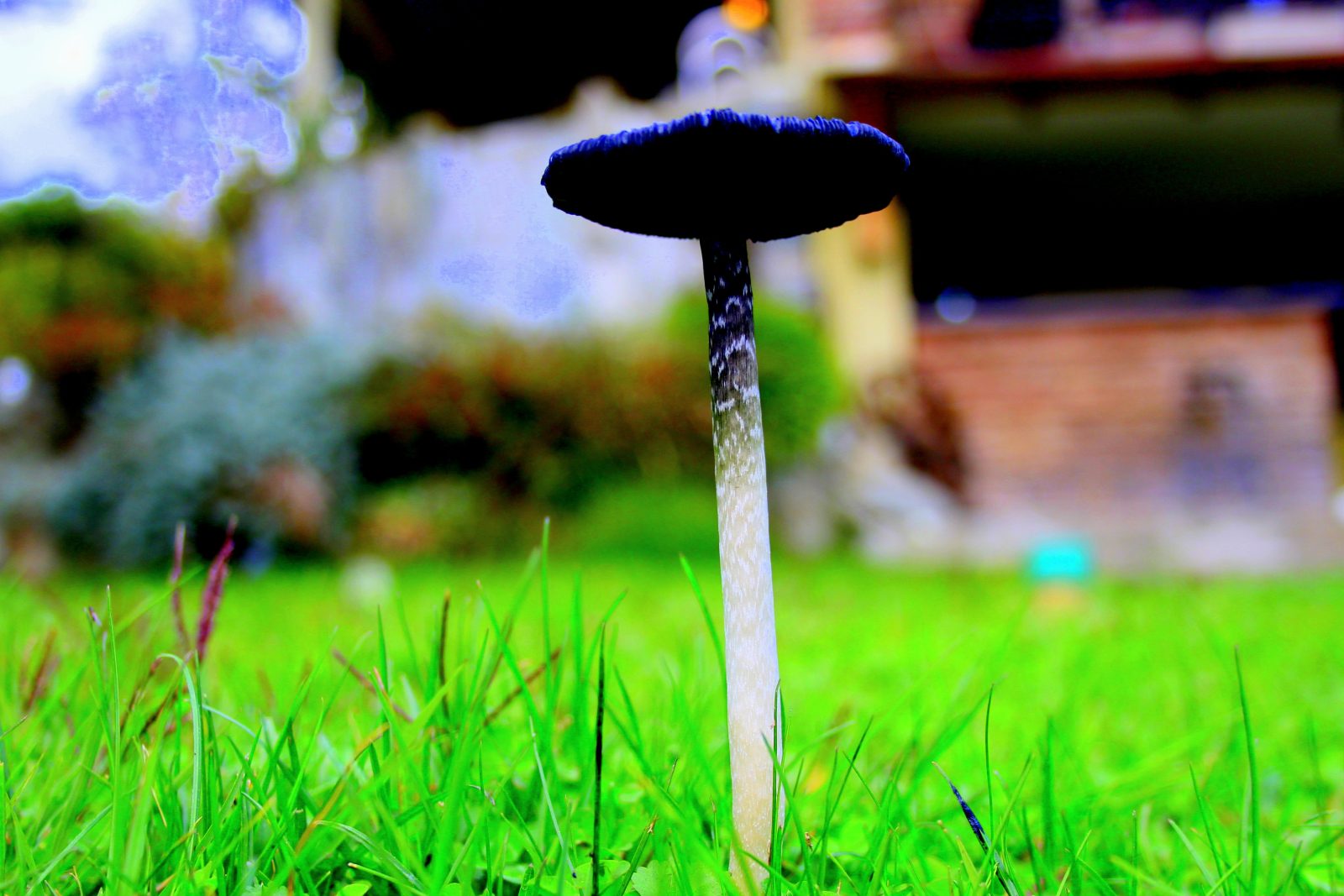 Single Mushroom in Bright Green Grass
