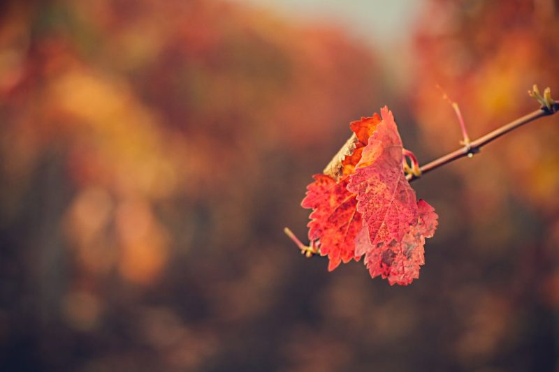Vine Leaf
