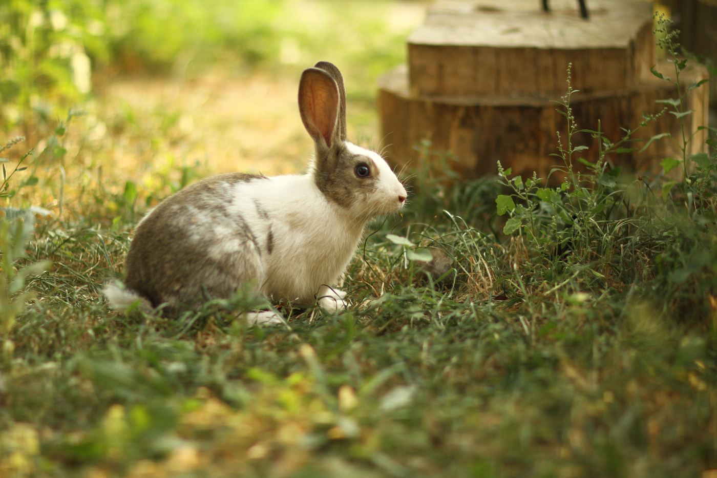 White and Grey Rabbit in the Grass