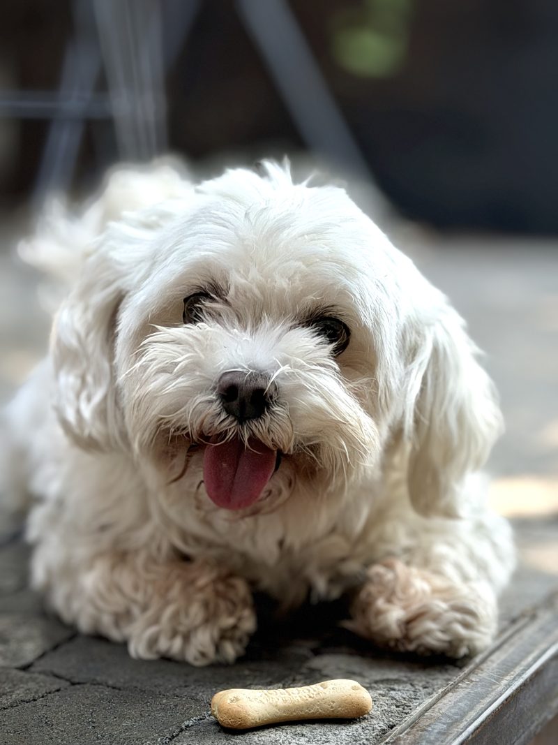 Lhasa