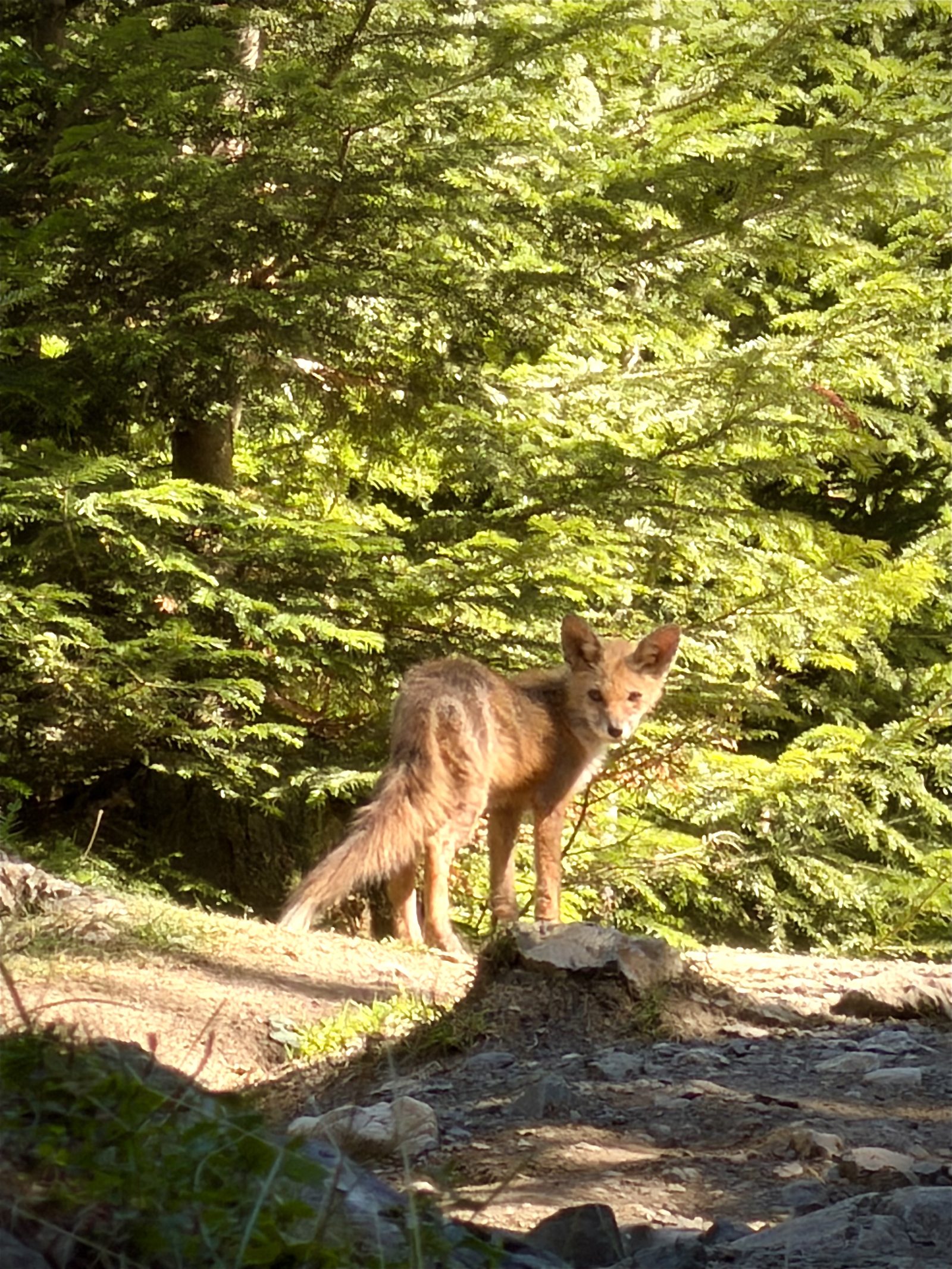 Fox
