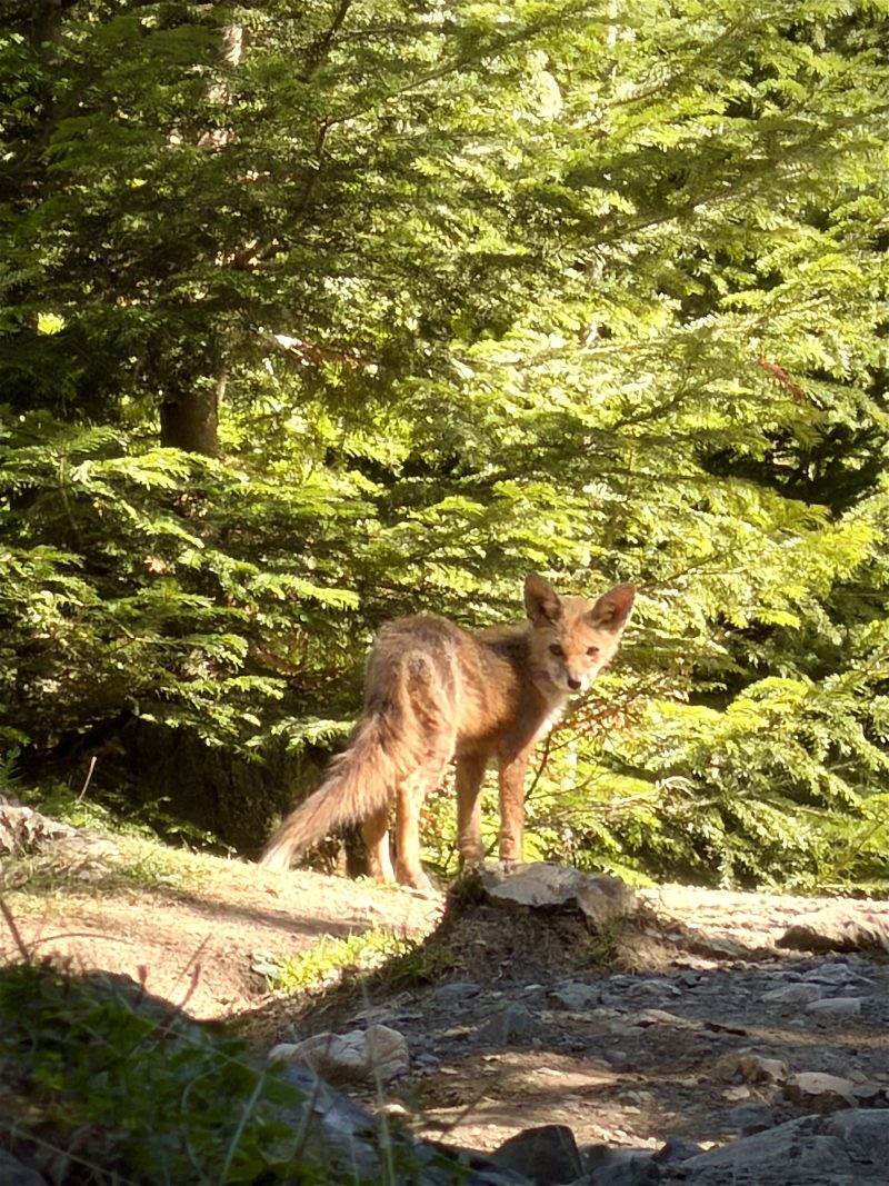 Fox
