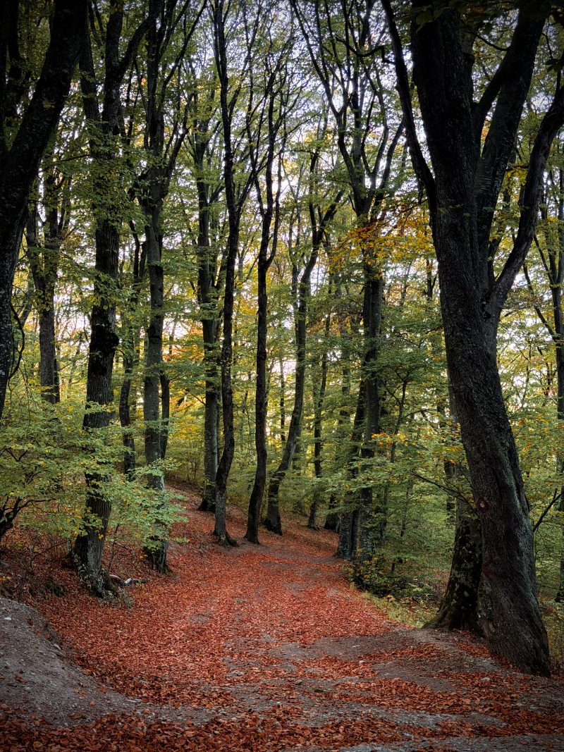 Autumn