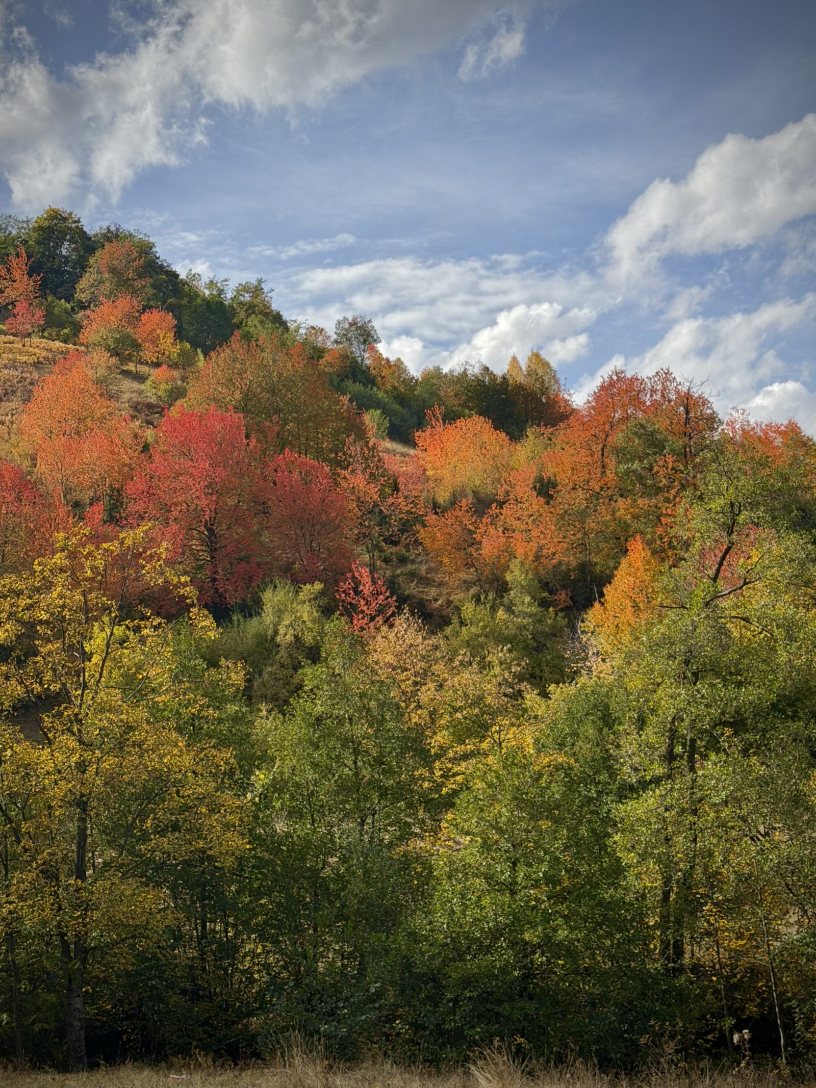 Autumn Forest Hillside in Red, Orange and Green