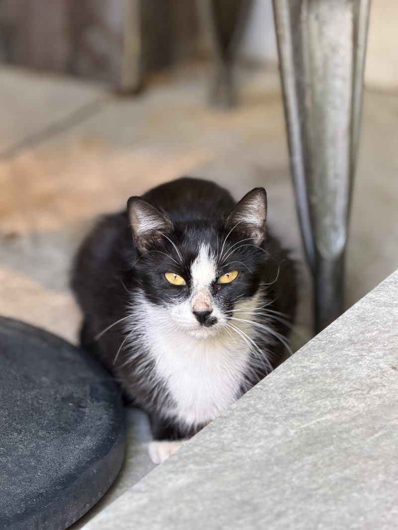 Black and White Cat Sitting by a Stone Ledge