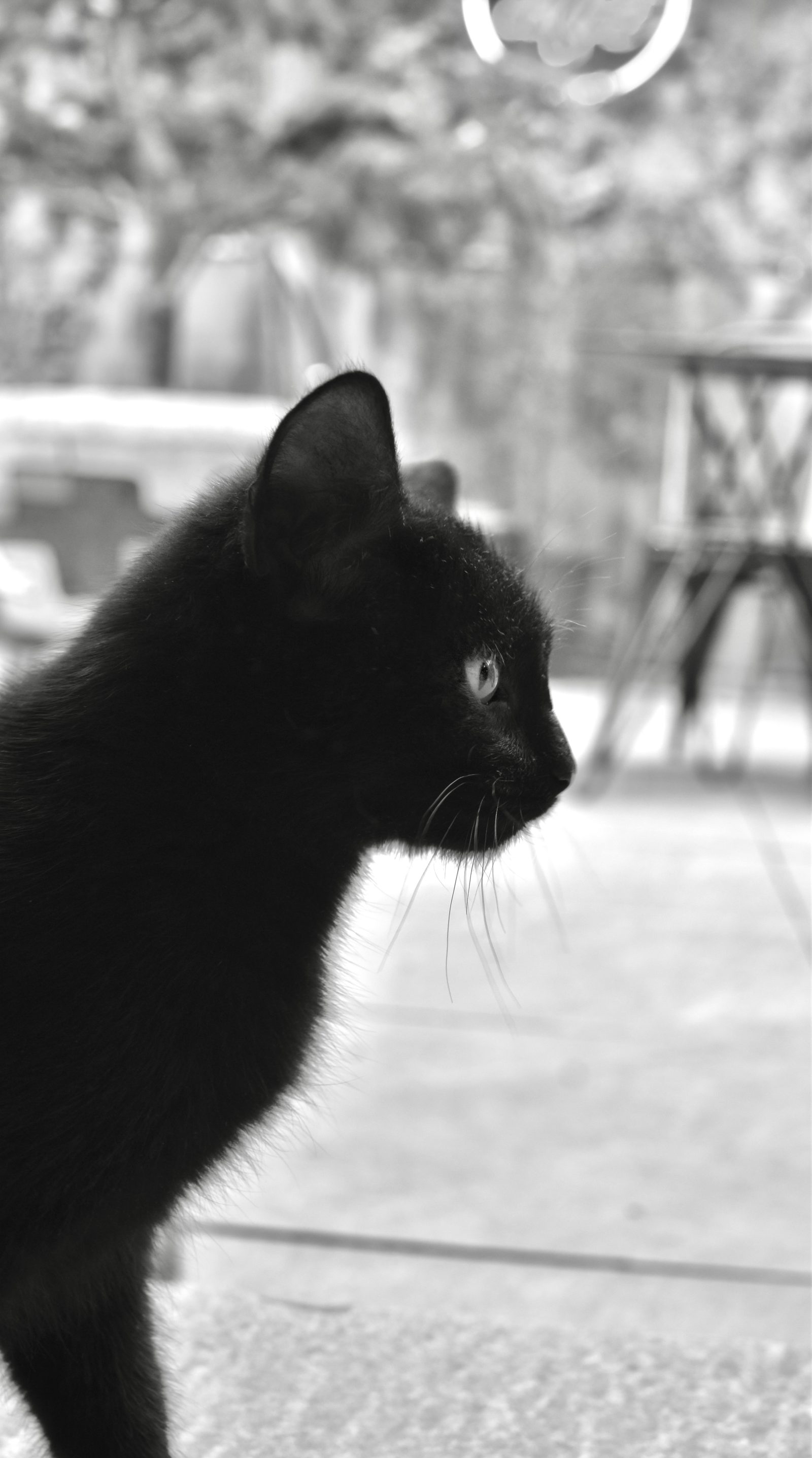 Black Cat in Black and White