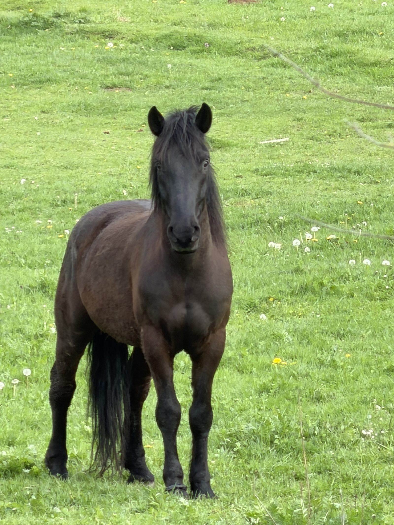 Dark Horse Standing in a Green Meadow