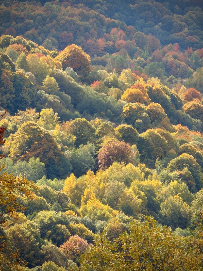 Dense Autumn Forest Canopy on a Hillside