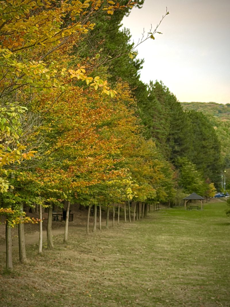 Golden Landscape