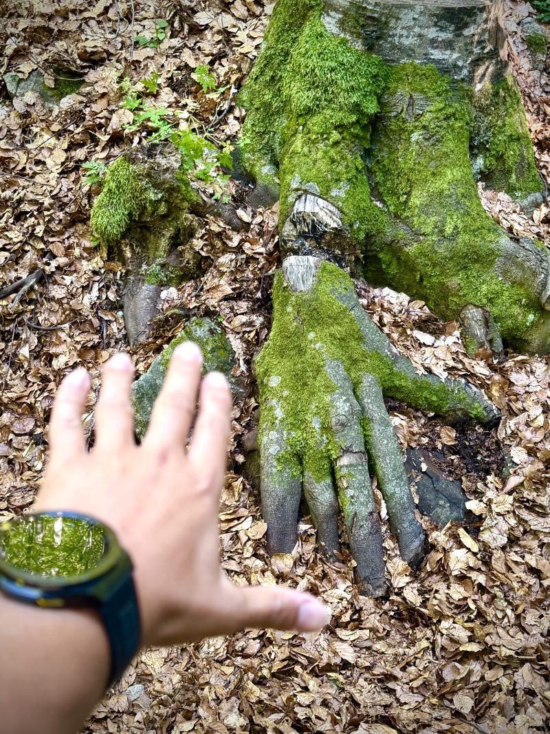 Hand Beside a Moss-Covered Root Shaped Like a Hand