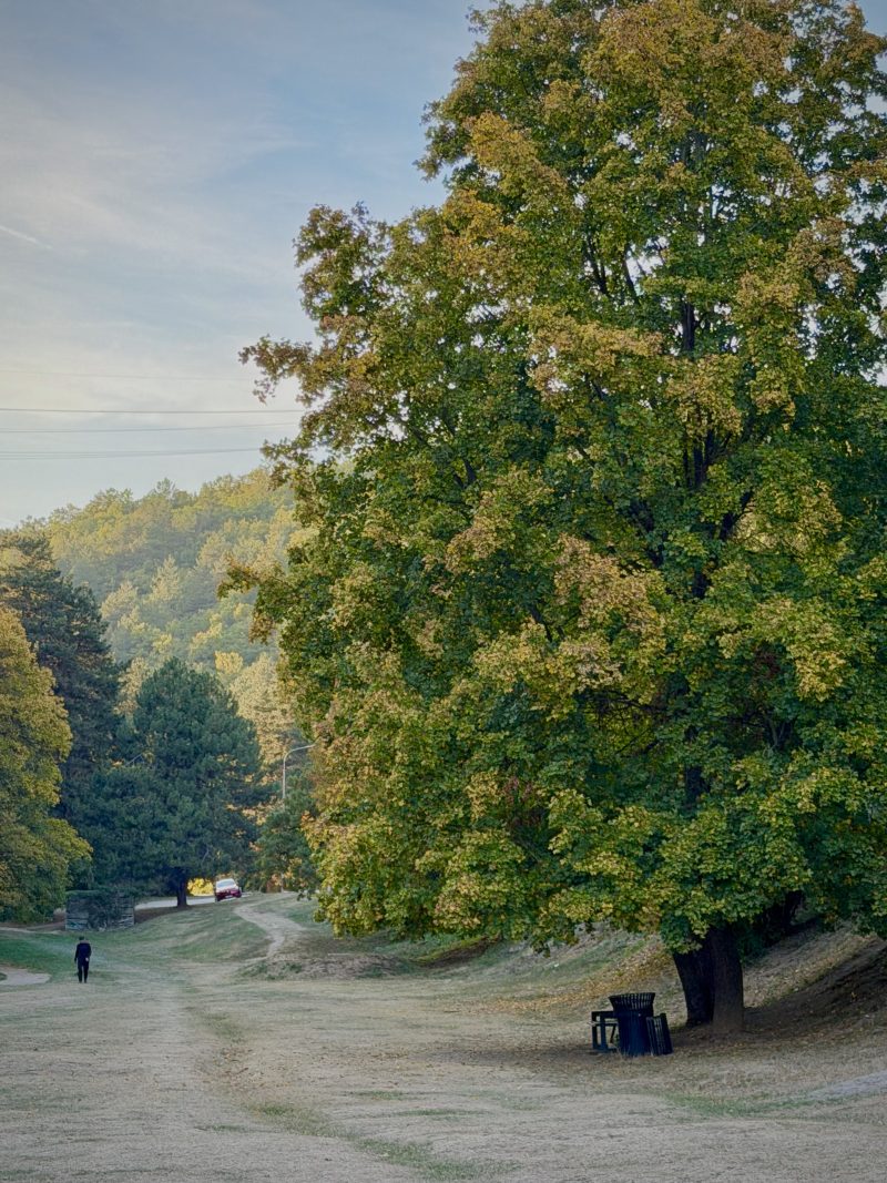 Large Tree Beside a Dirt Path in a Park
