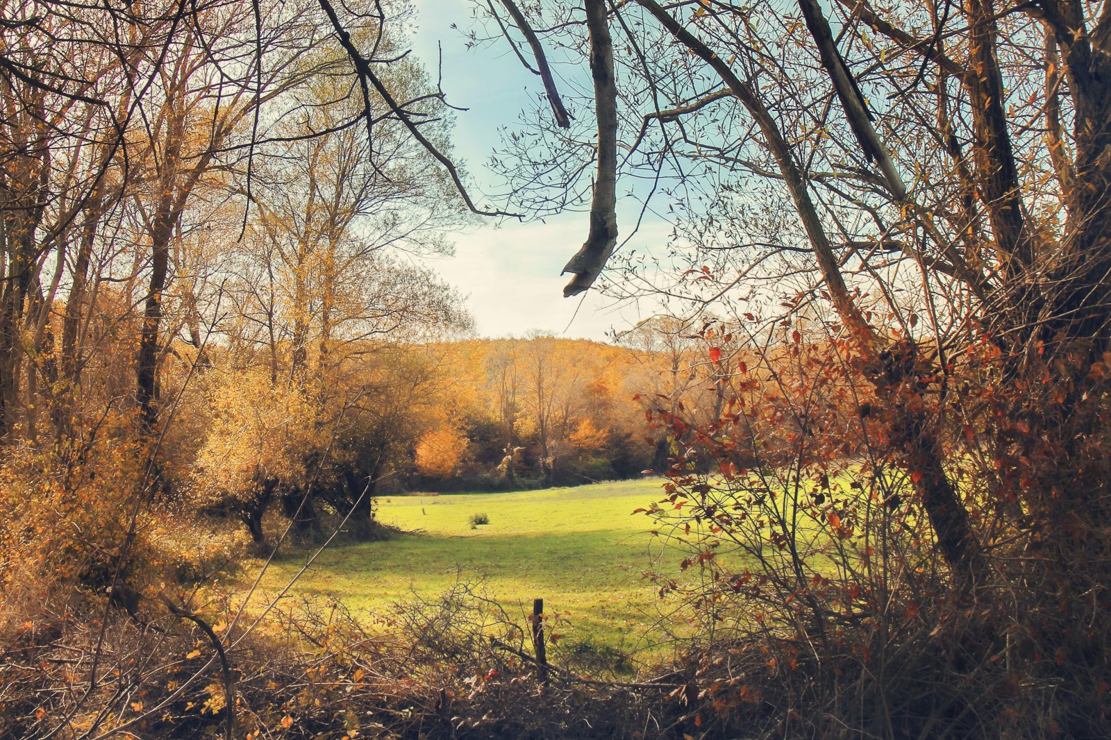 Autumn Woodland Opening onto a Meadow
