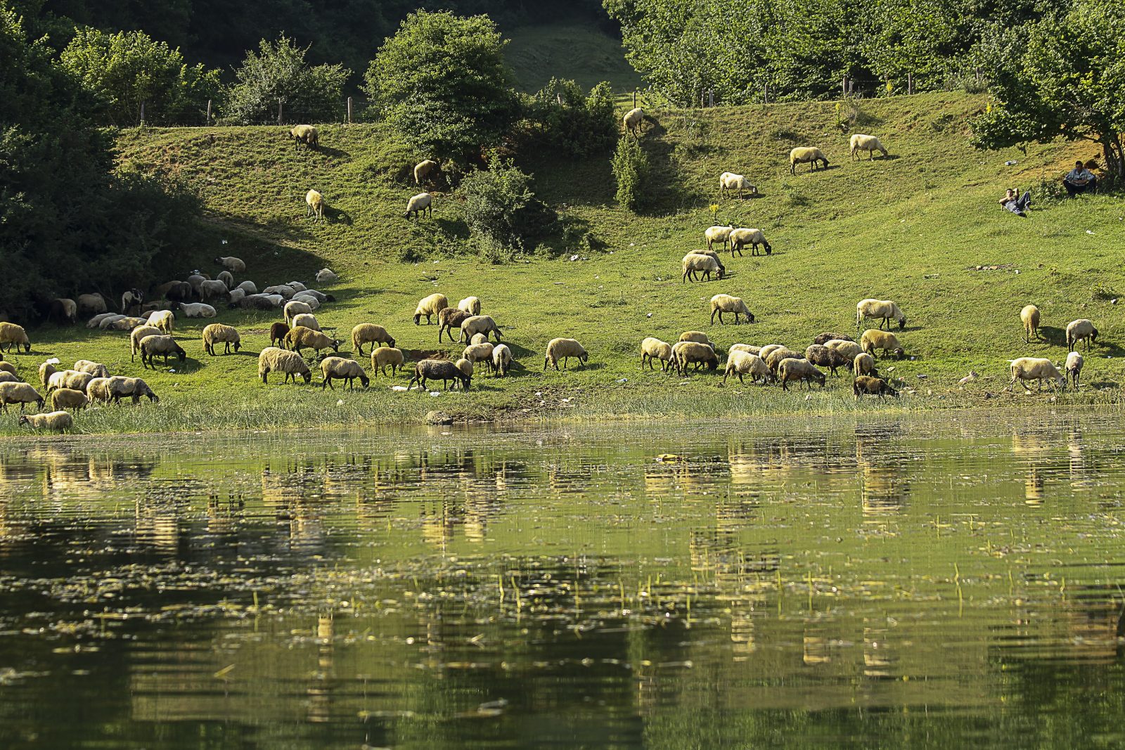 Flock of Sheep Grazing by a Lake