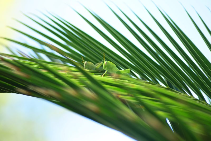 Grasshopper Hidden on a Palm Leaf