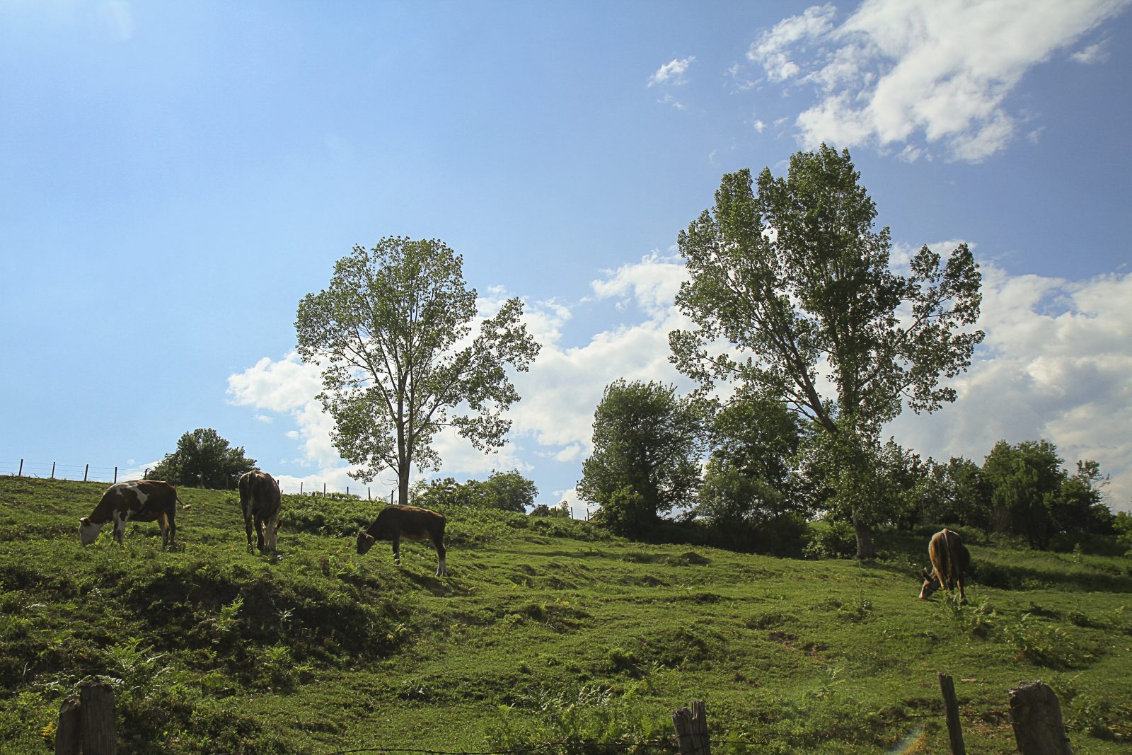 Horses Grazing in a Summer Meadow