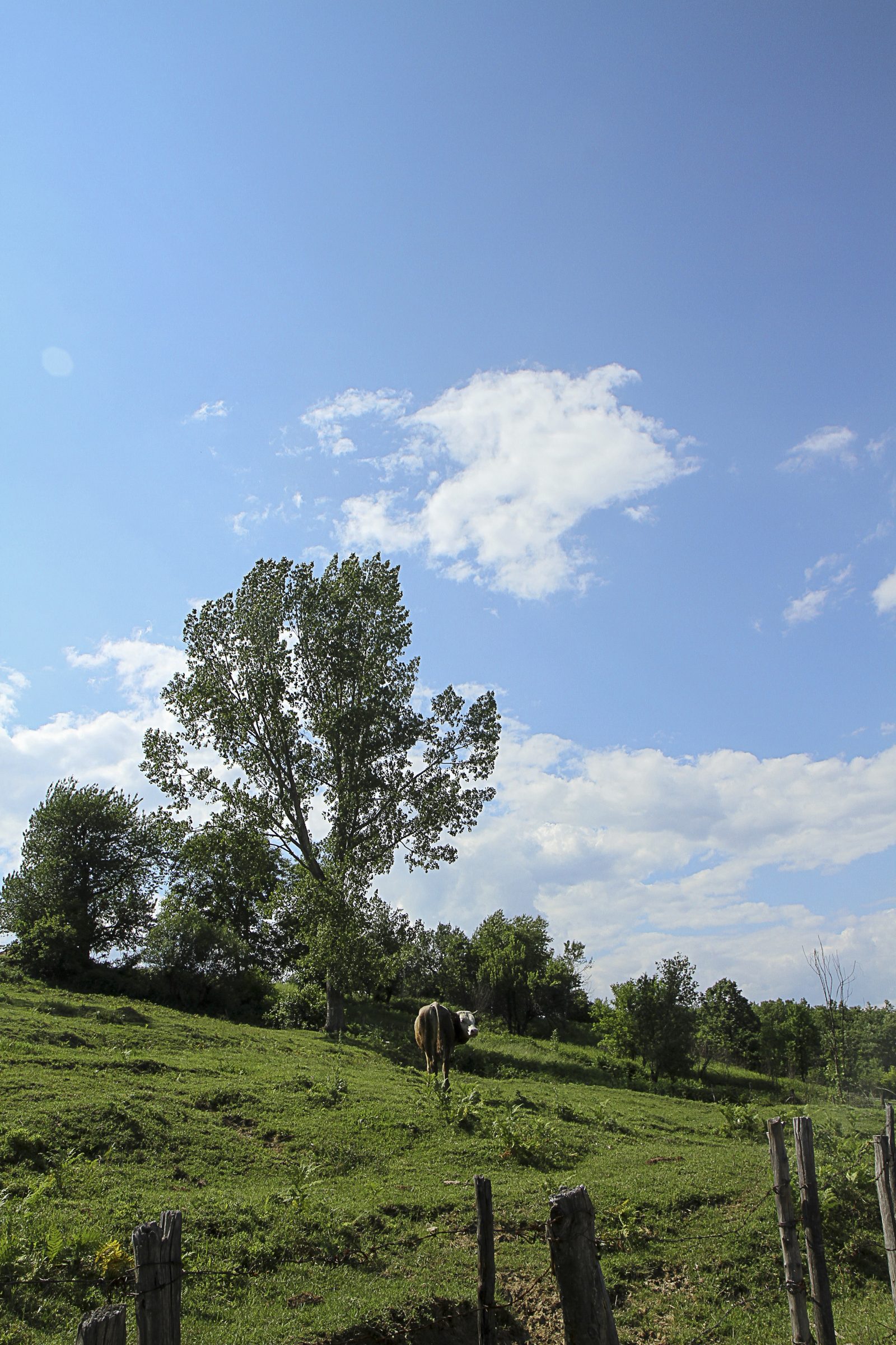 Lone Tree and Grazing Cow on a Hill