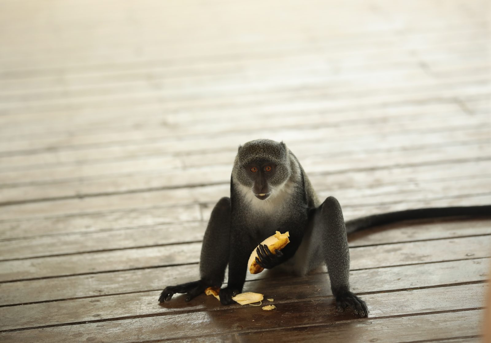 Monkey Eating a Banana on a Wooden Deck