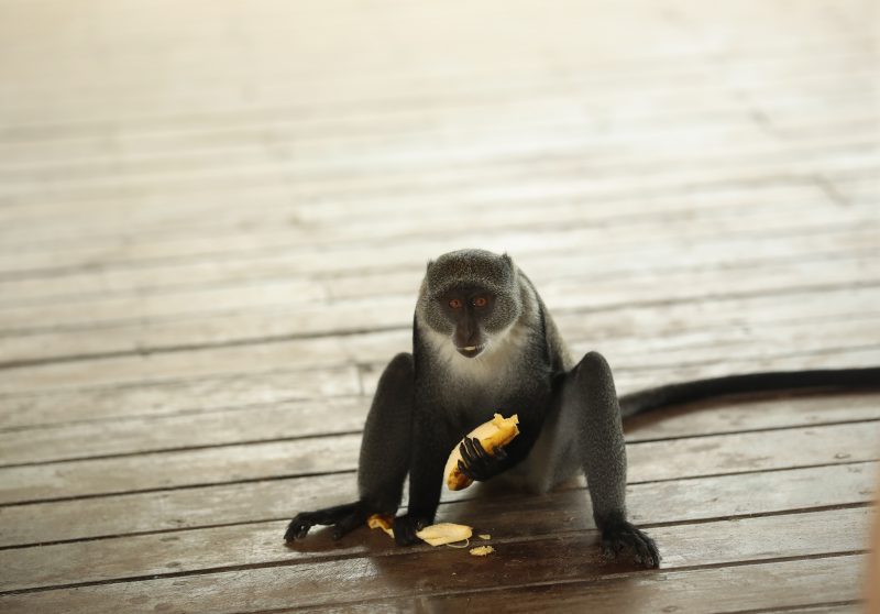 Monkey Eating a Banana on a Wooden Deck