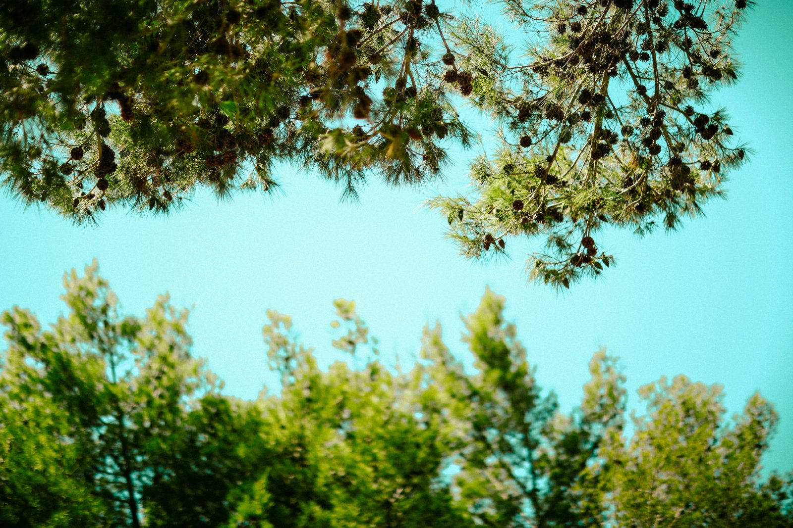Pine Branches Against a Turquoise Sky