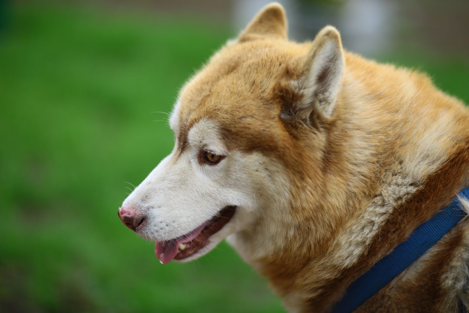 Red Husky Close-Up Portrait