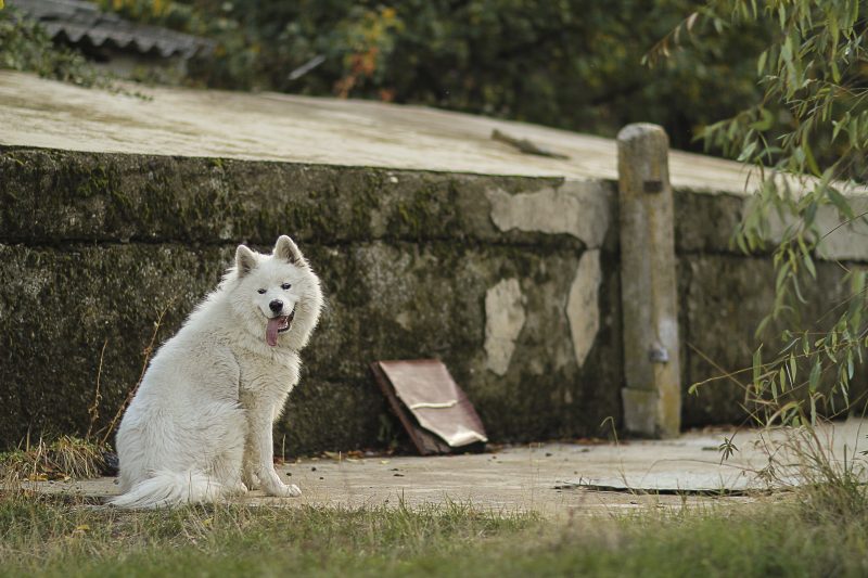 Samoyed Sitting by an Old Stone Wall
