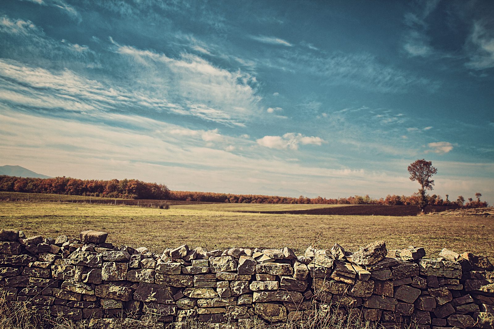 Stone Wall and Lone Tree Under a Wide Sky