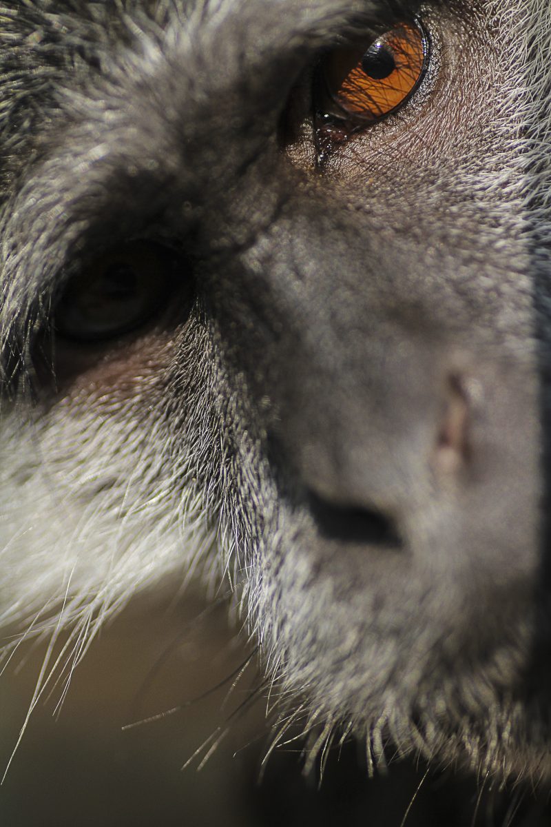 Close-Up of a Monkey’s Amber Eye