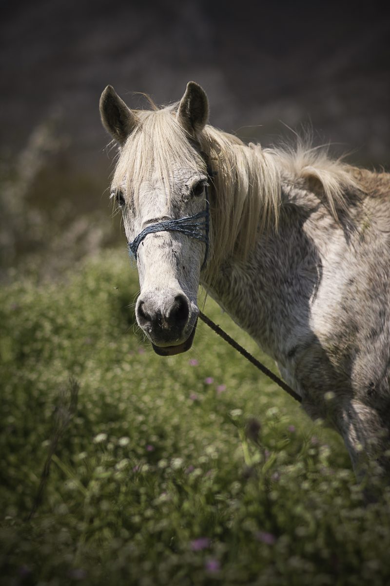 Grey Horse with a Halter in a Meadow