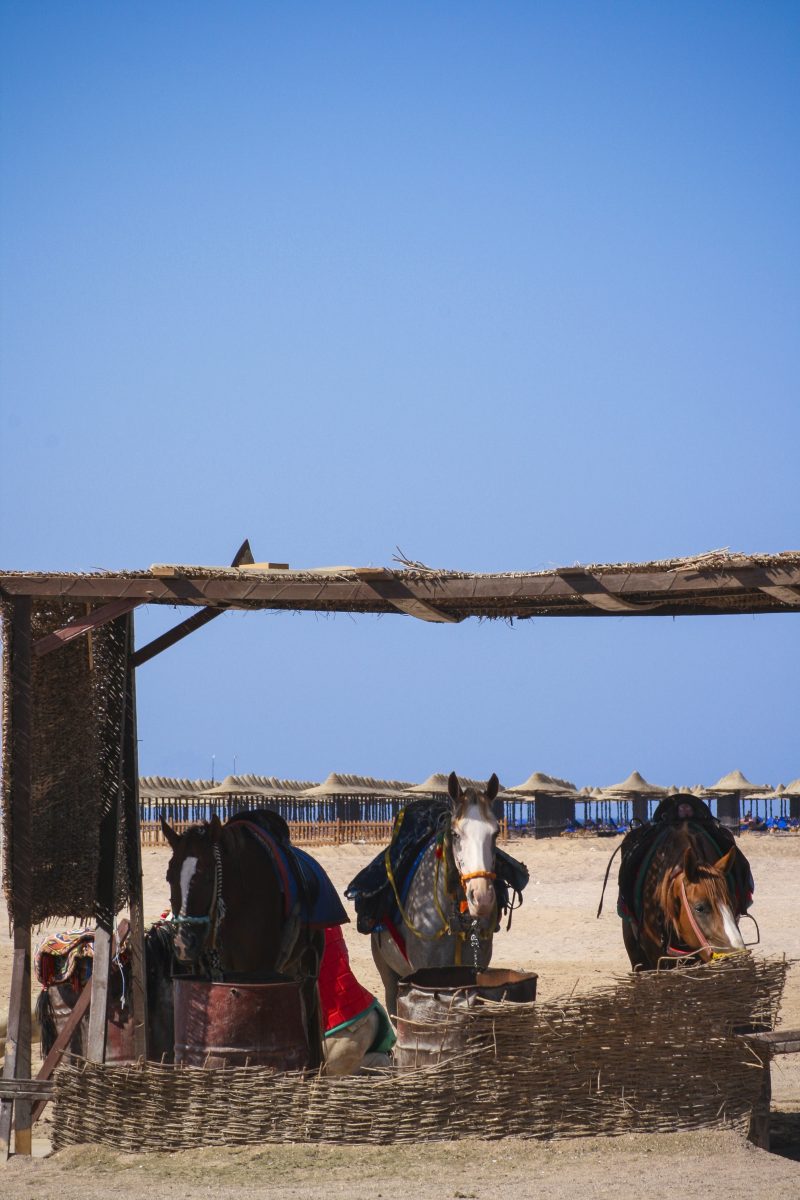 Horses Resting in a Shaded Stable in Egypt