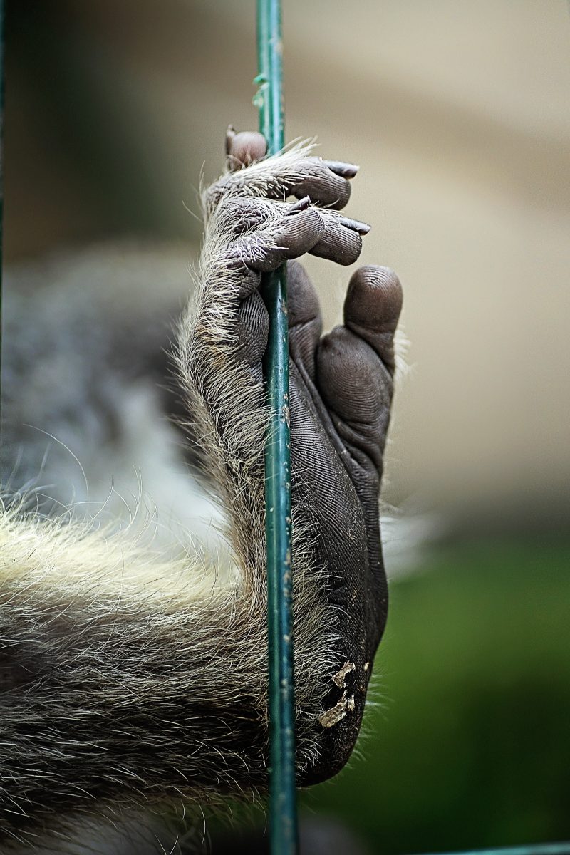 Monkey Hand Gripping a Rope