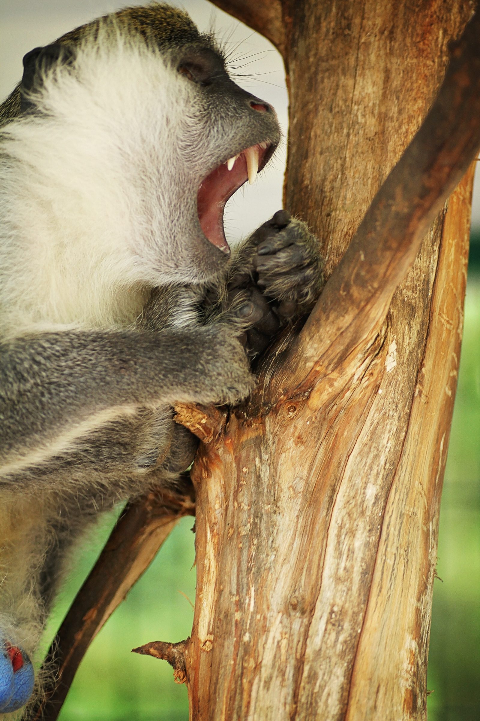 Monkey Yawning on a Tree Branch