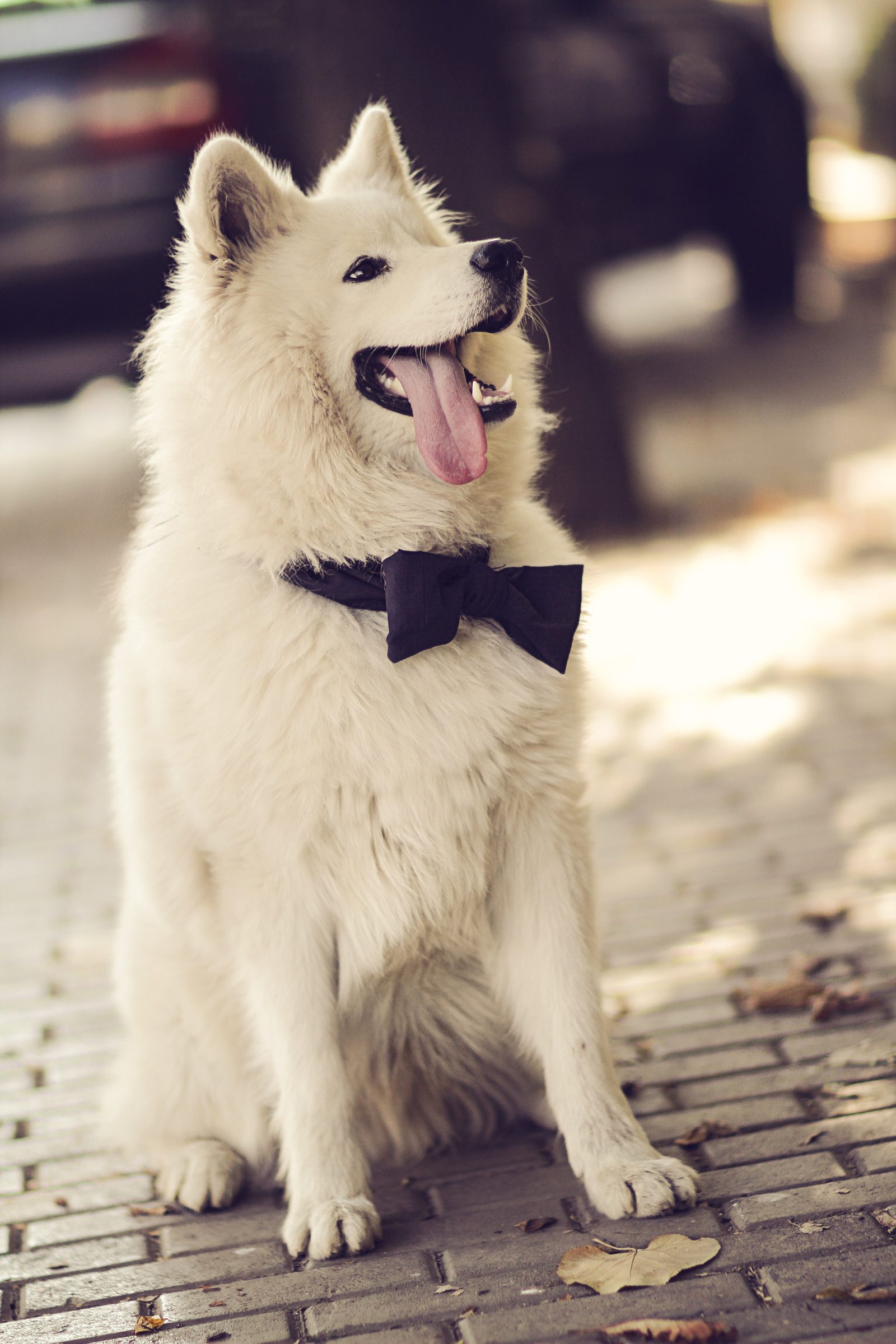 Samoyed in a Bow Tie on a Cobblestone Street
