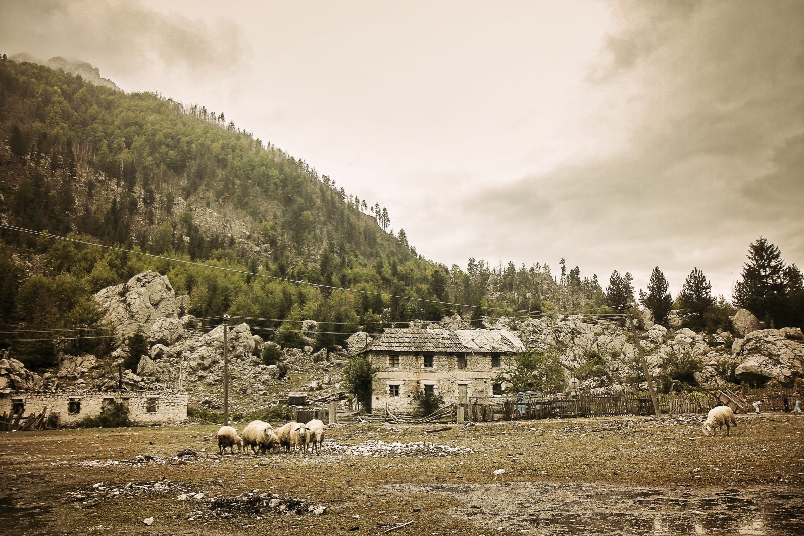 Sheep Grazing Near Stone Houses in Valbona