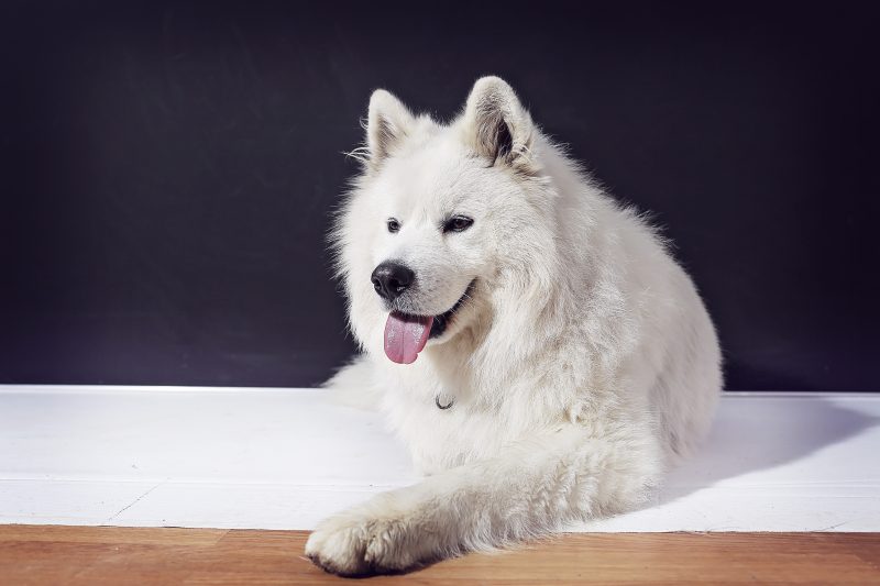 White Samoyed Dog Lying Down in the Studio