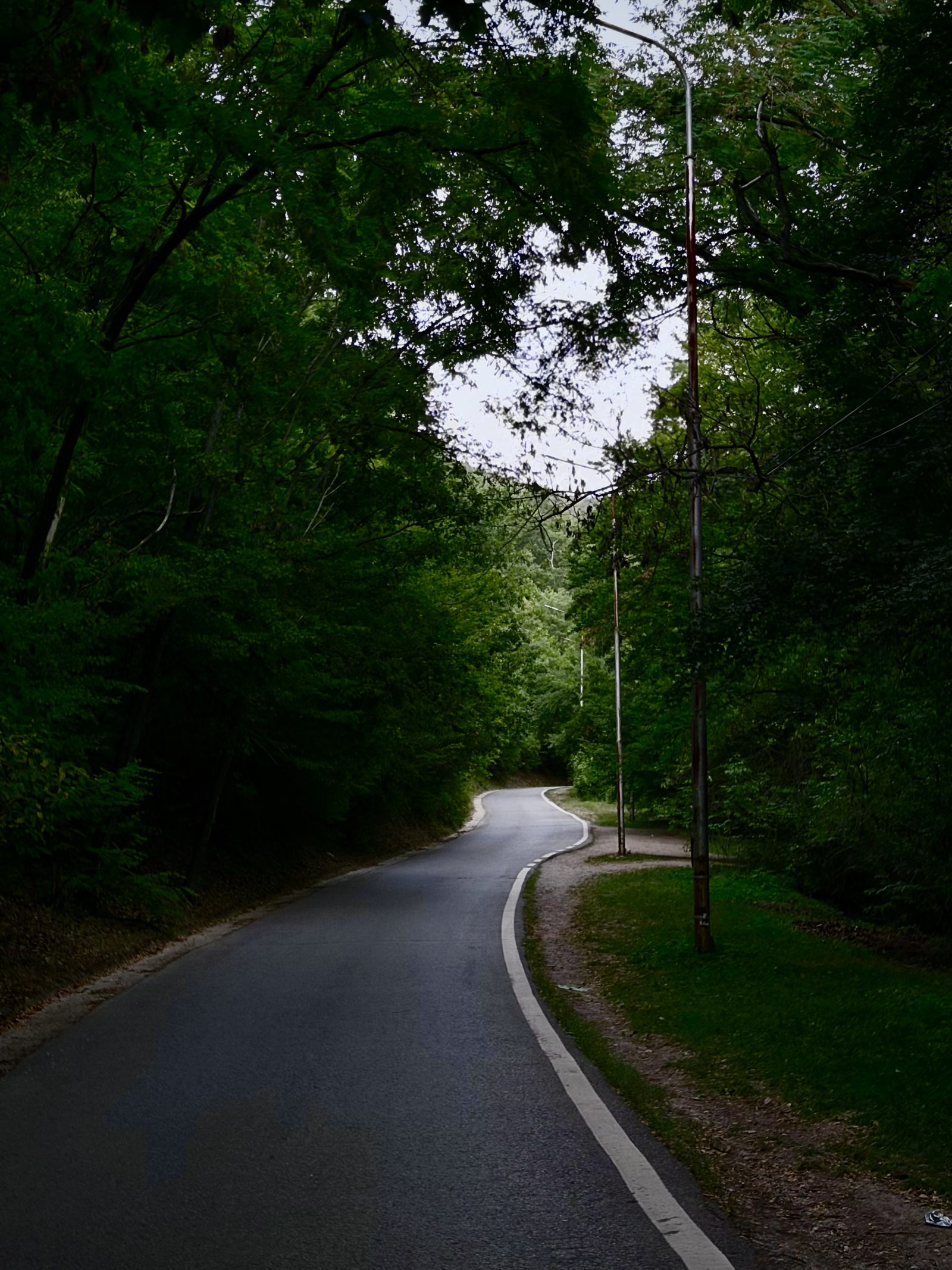 Quiet Road Curving Through a Green Forest