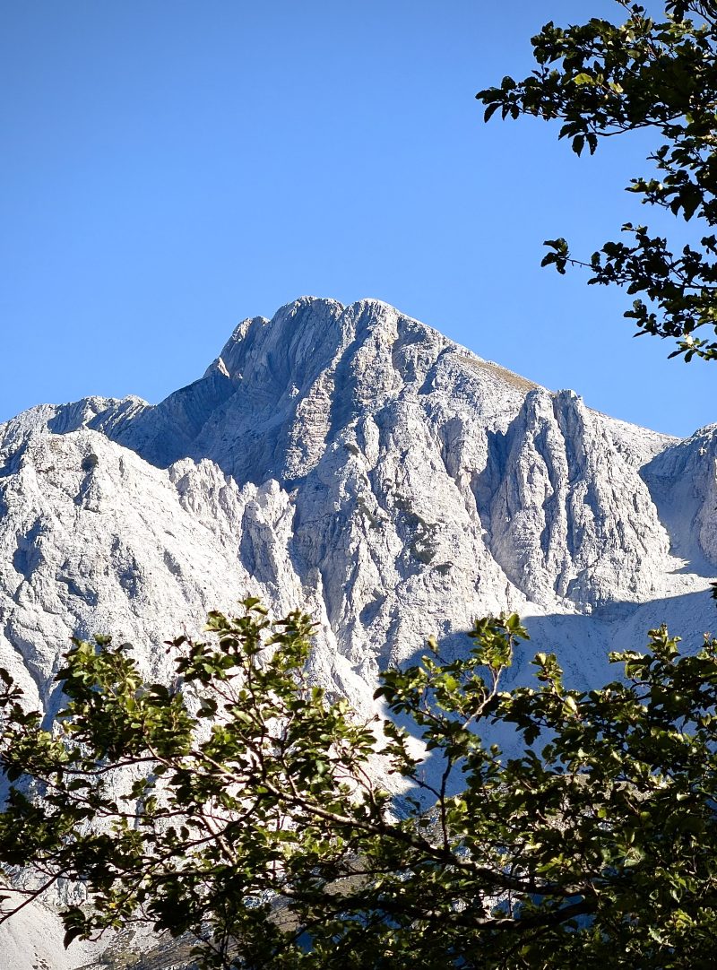 Rocky Mountain Peak Framed by Pine Branches