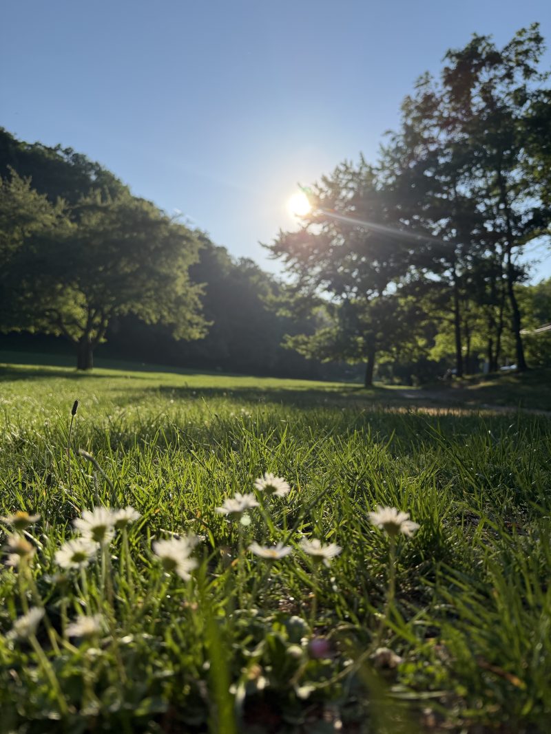 Sunlit Meadow with Daisies at the Forest Edge
