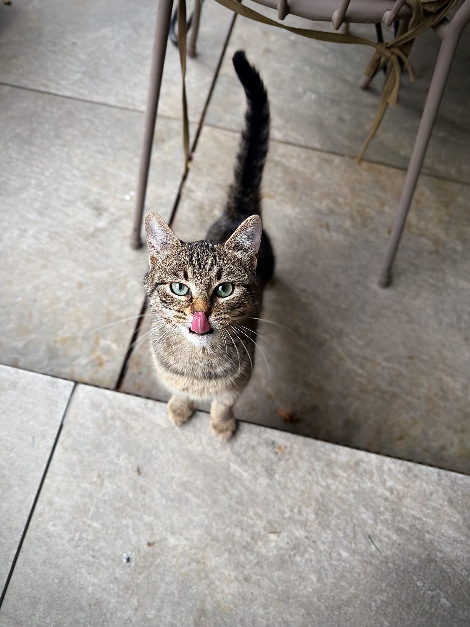 Tabby Cat Looking Up from a Stone Floor