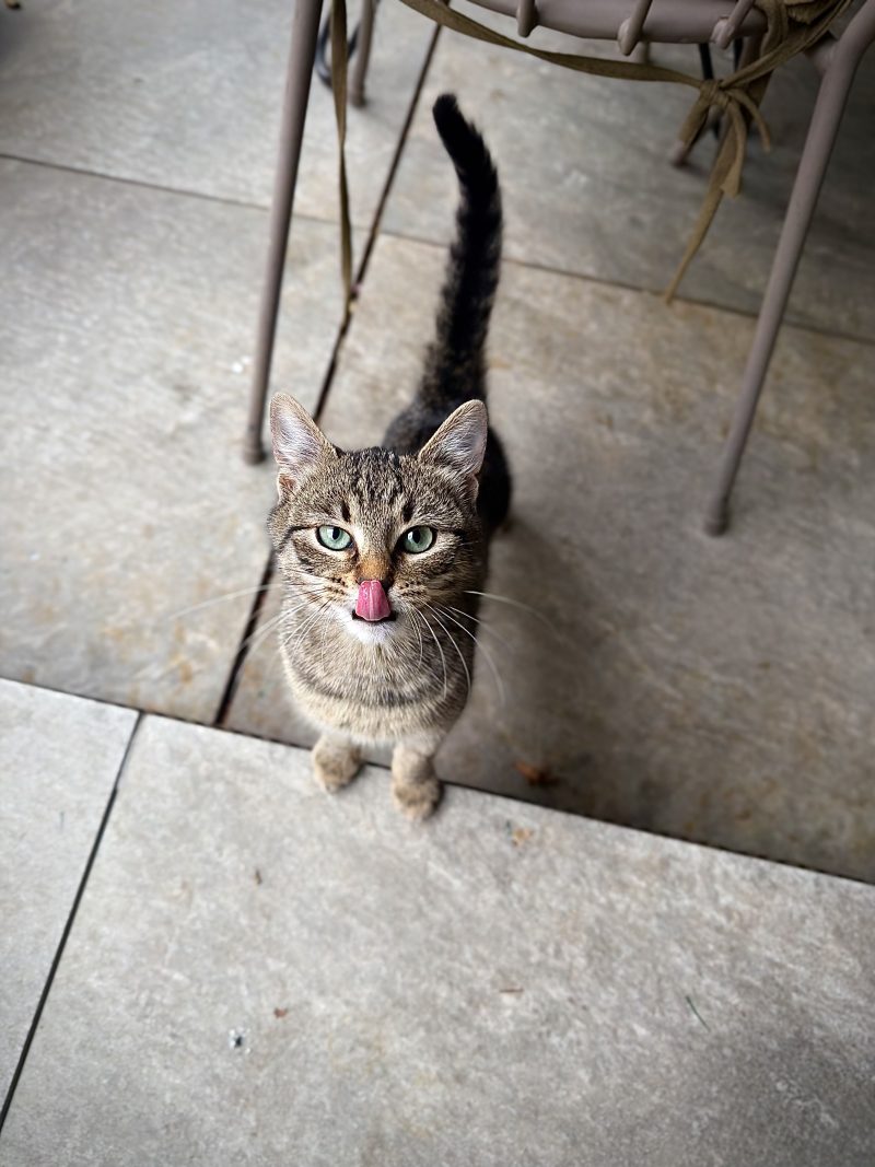 Tabby Cat Looking Up from a Stone Floor