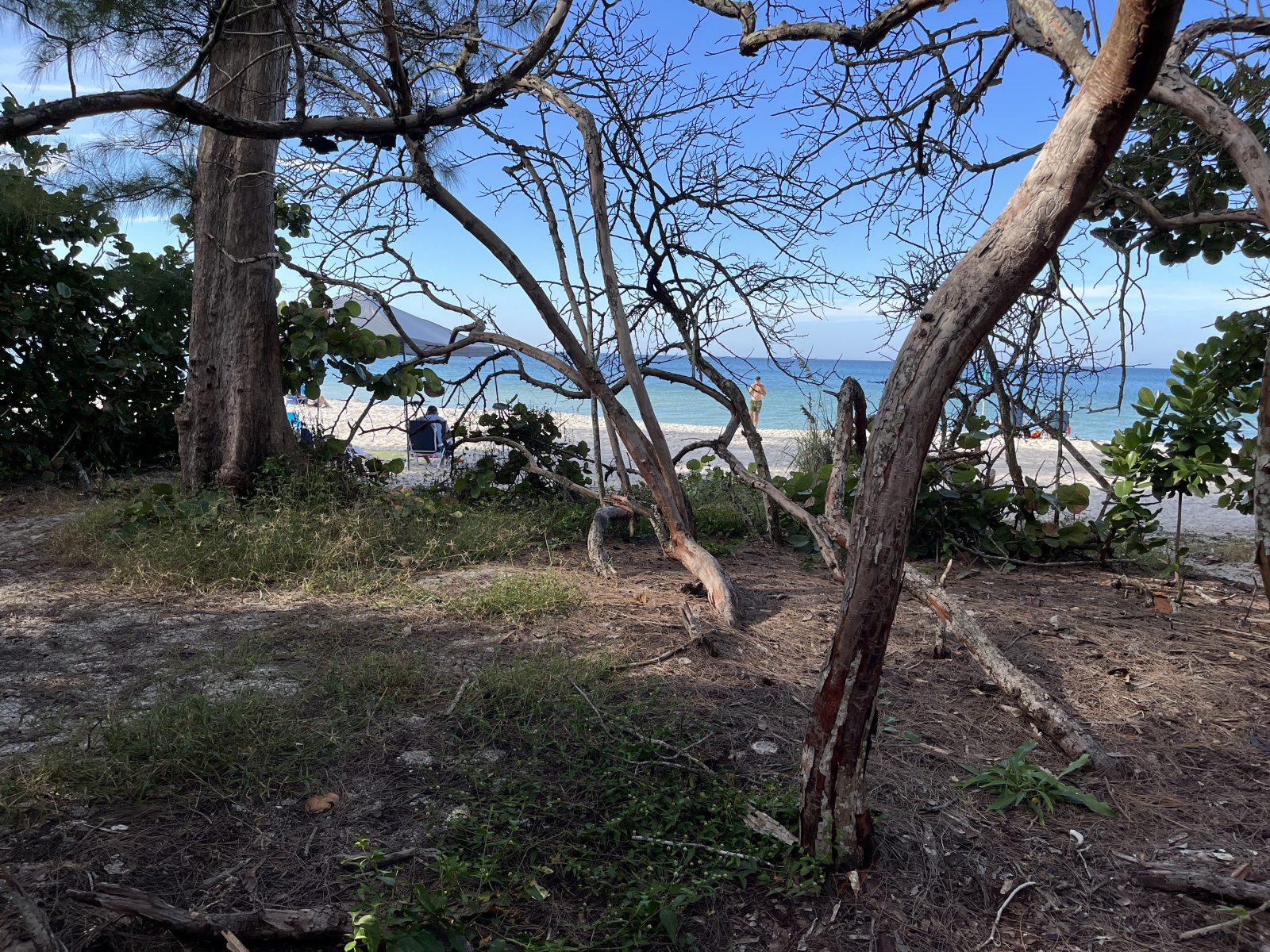 Twisted Trees at the Edge of Naples Beach