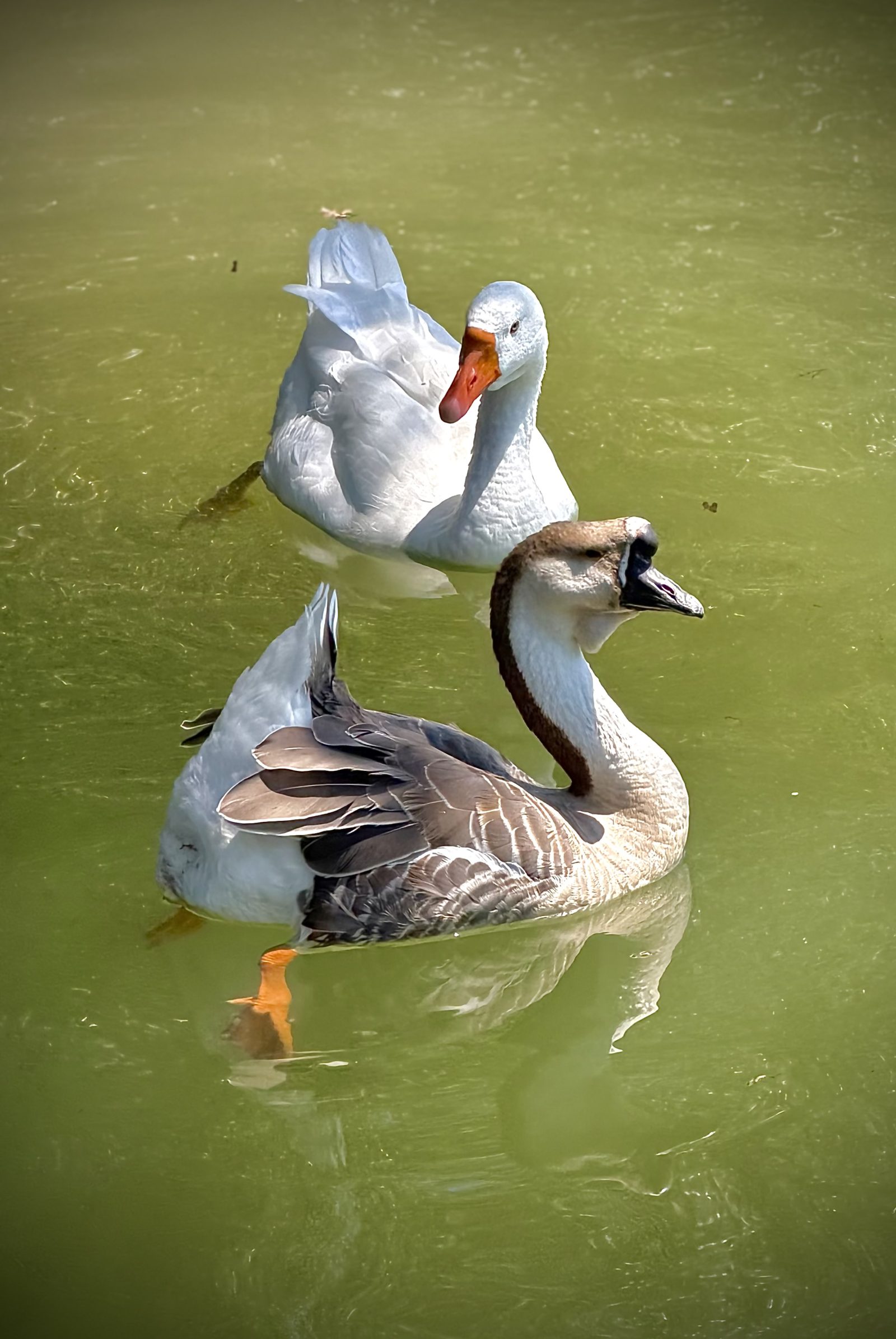 Two Geese Swimming on a Green Pond